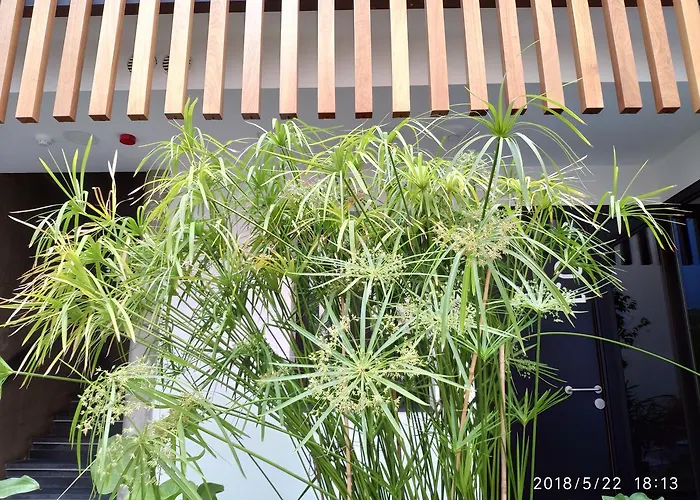 公寓 科尔多吧中庭公寓 *