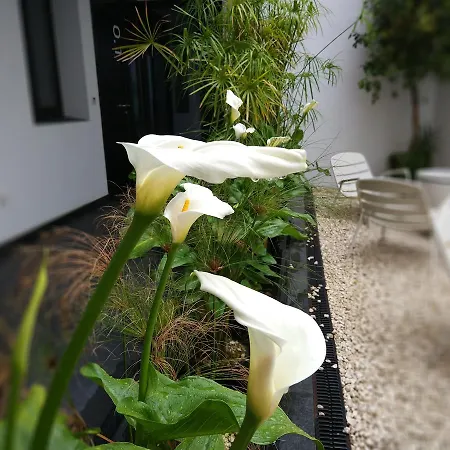 Atrium Apartment *